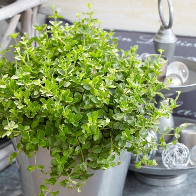 YouGarden House Plants, Trailing Jade Peperomia Rotundifolia, Set