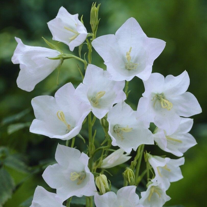 persicifolia_-_alba.jpg