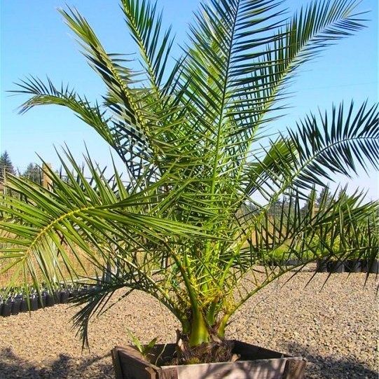 XXL 6-7ft Giant Phoenix canariensis - Canary Island Date Palm