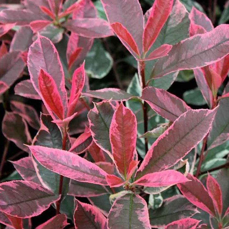 Photinia Pink Marble - Standard Topiary Tree - circa 140-160cm