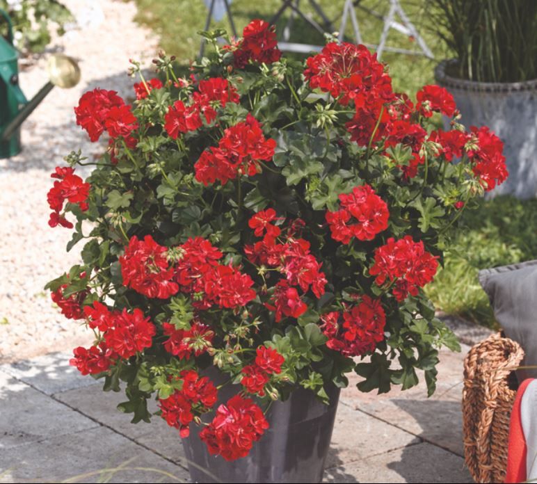 camille plant 6