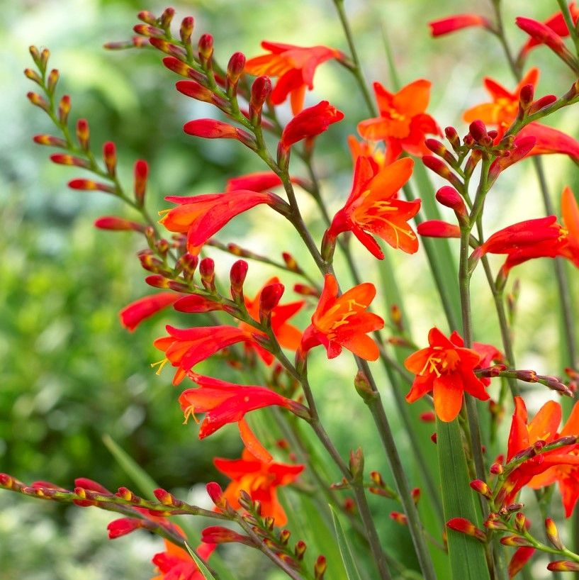 Coppertip (Crocosmia) 13 Crocosmia Fire King