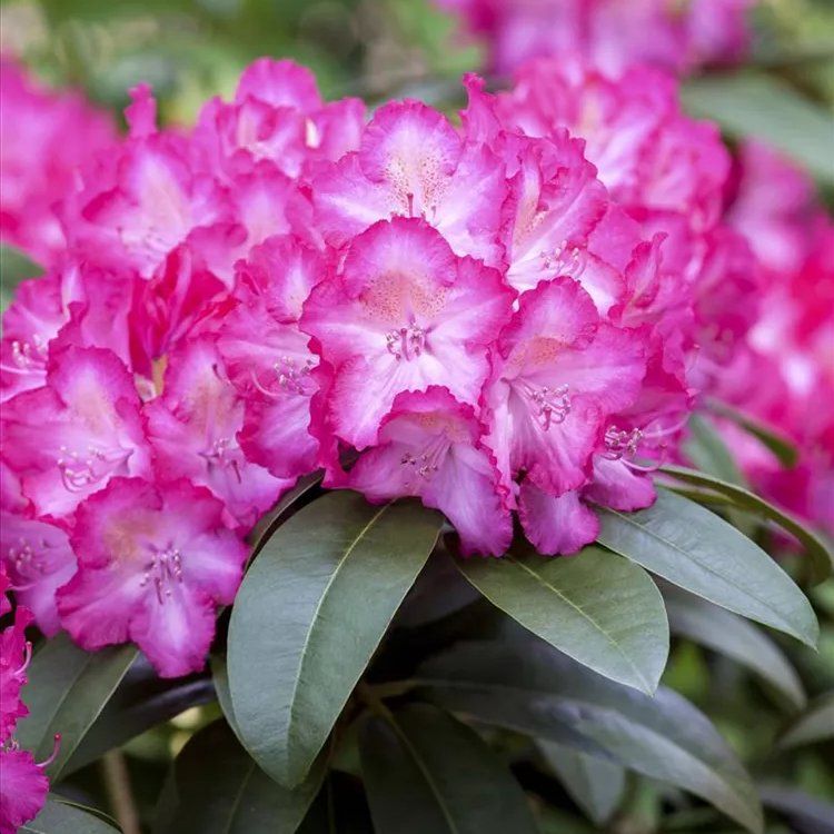 rhododendron erde austauschen Rhododendronerde