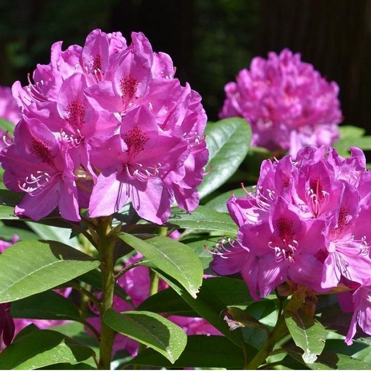 Rhododendron 'Anah Kruschke'