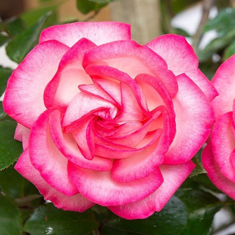 Large 6-7ft Specimen Climbing Rose - Rose Antike 89 - Courtyard