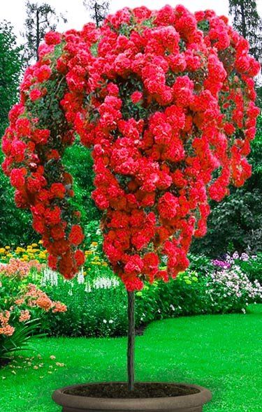 Pair of Large Standard Rose Trees Scarlet Weeping