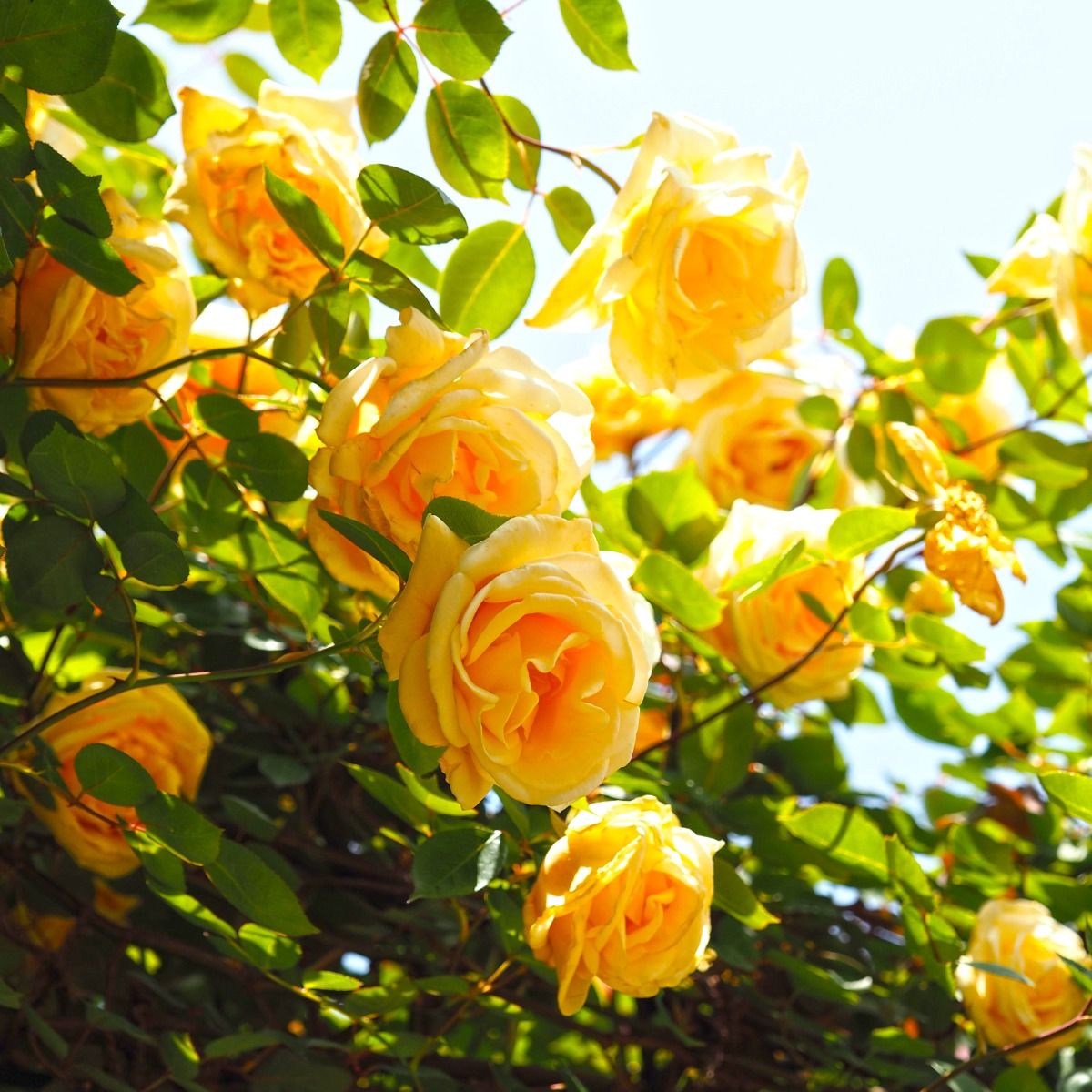 Rose 'Lady Hillingdon' - Tea Rose