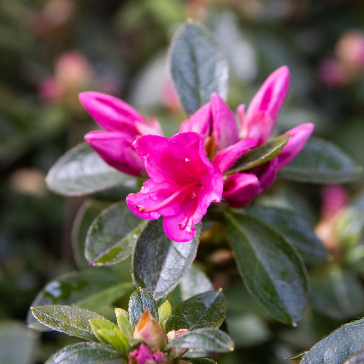 Azalea japonica Isabel - Dwarf Japanese Rhododendron-Evergreen