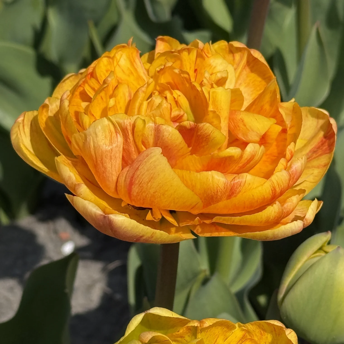 邦楽 TULIP The Complete Single Box VIZL-221 Tulip Mr. Z - Pack of 6