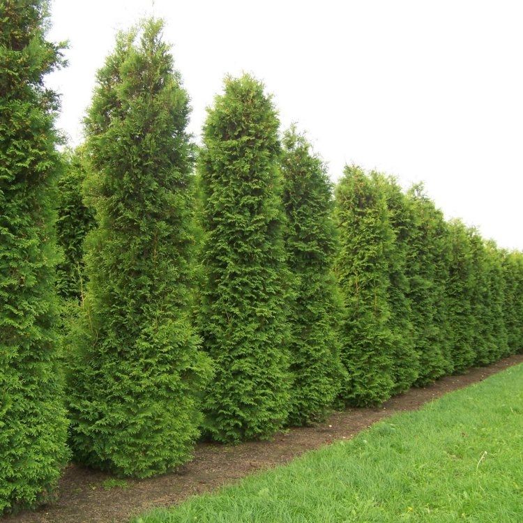Thuja occidentalis Brabant - circa 140-160cm Specimen or Hedging Conifer