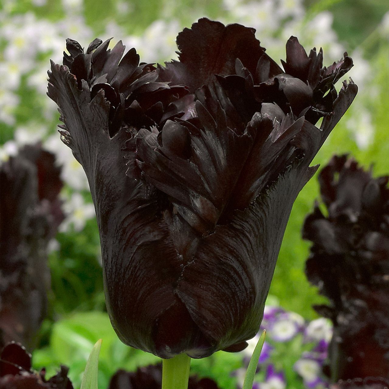 Tulip Black Parrot Pack of 8