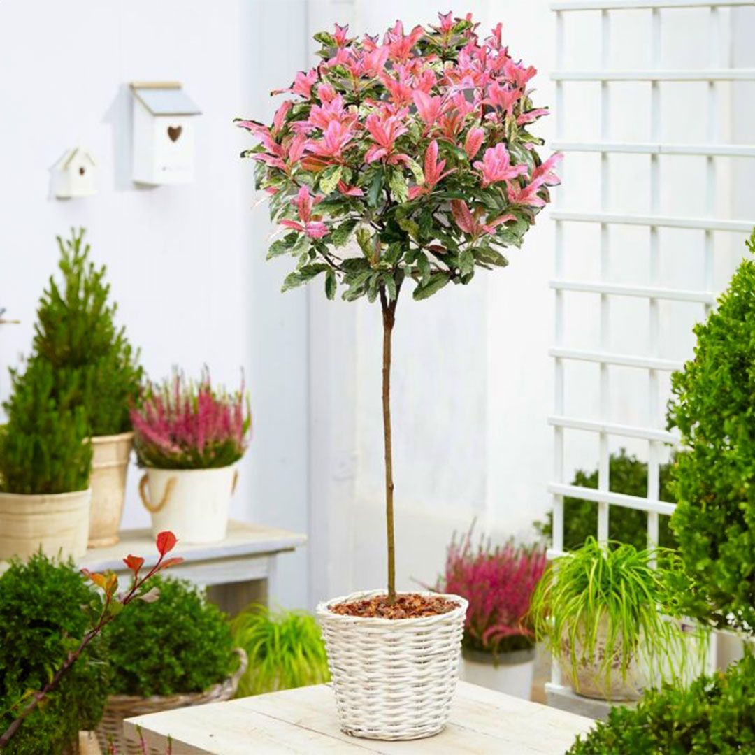 Hardy Evergreen Photinia serratifolia PINK CRISPY 90-120cm (3-4ft) Standard  Topiary Tree