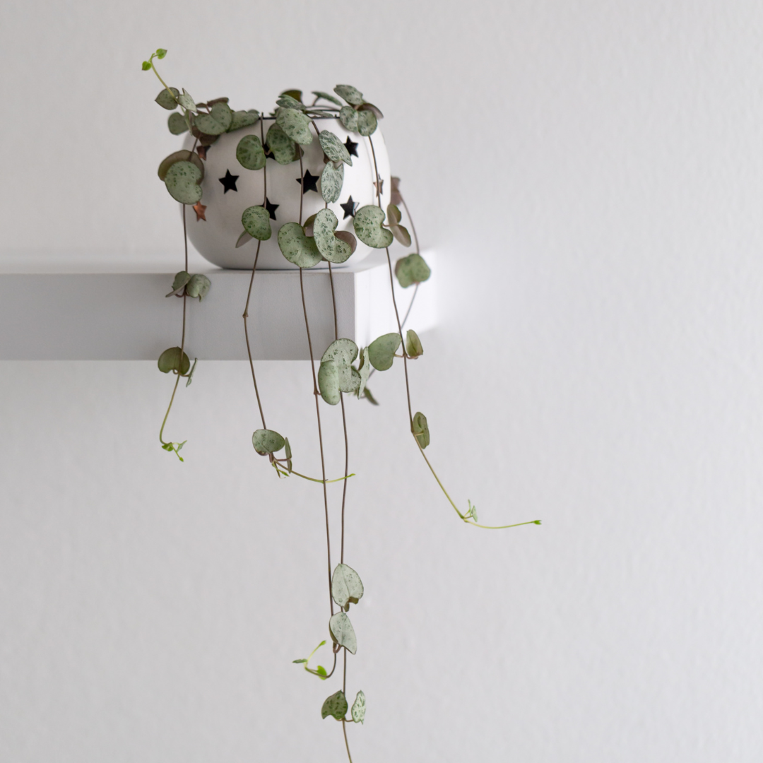 earnest hearts plants　✕　kikko 　BOLT Ceropegia Woodii - String of Hearts Plant