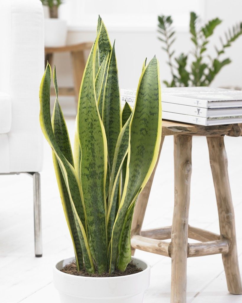 LARGE Variegated Snake Plant - Sansevieria Variegata