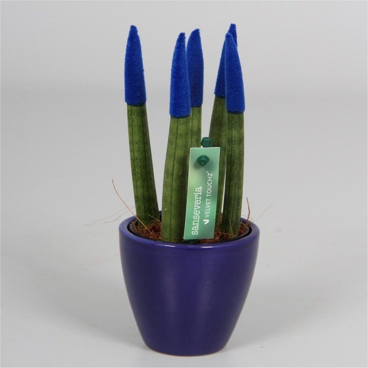 Sansevieria Velvet Touchz Royal Blue