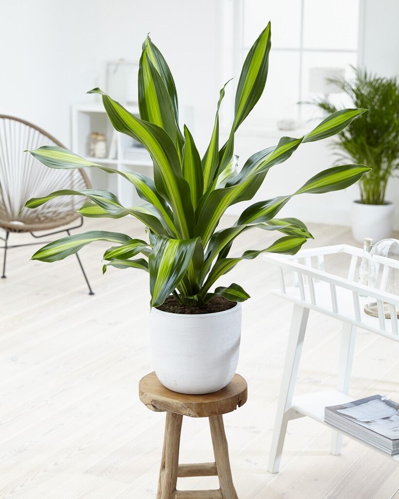 Dracaena Burley - Dragon Tree