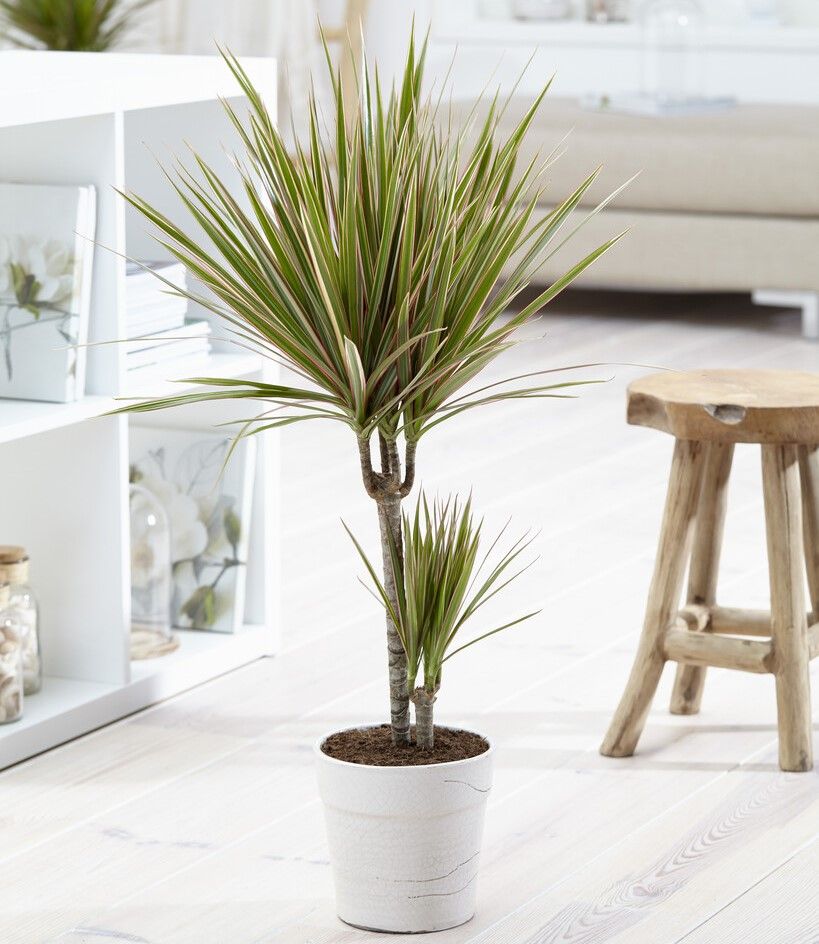 dracena bamboo Lucky Bamboo