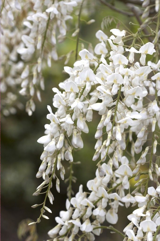 Wisteria brachybotrys Shiro-Kapitan - Silky Wisteria - Large Specimen Plant  6ft