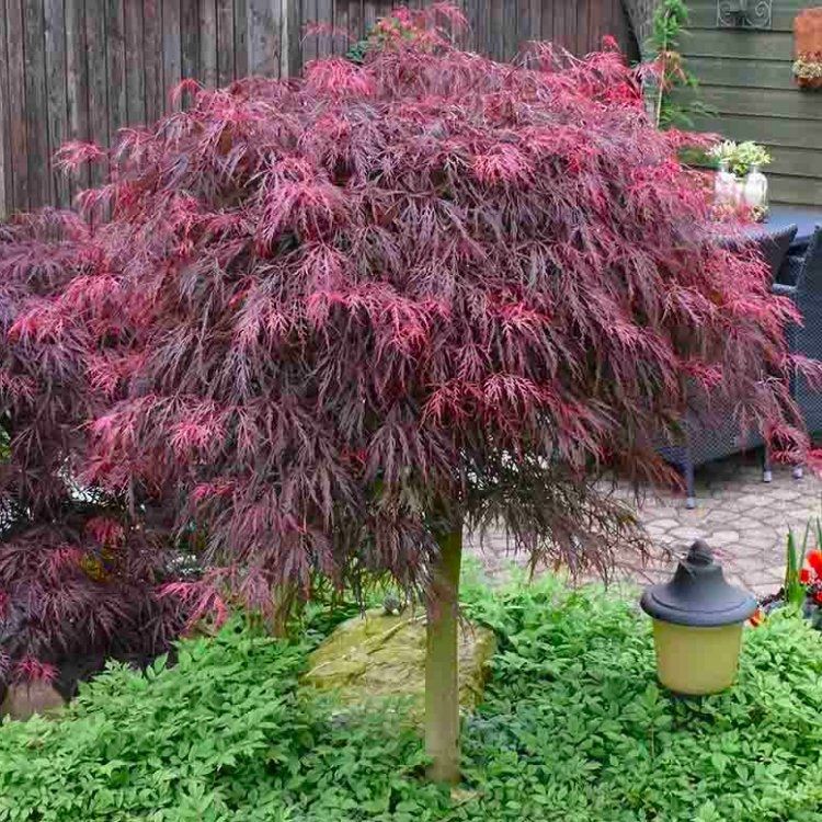 ＜maple_sugar＞Offen pointed-CELOSIA Large 100cm Filigree Weeping Purple Acer - Japanese Maple Tree
