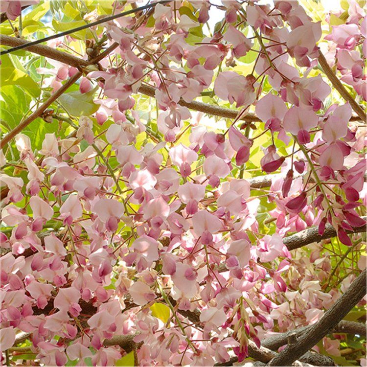 Wisteria floribunda Honbeni - Pink Ice Japanese Wisteria - Large Specimen  Plant 6ft+