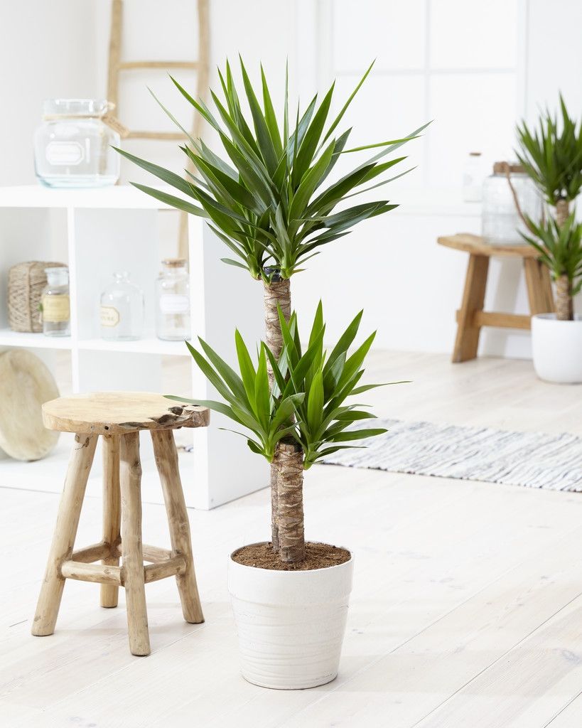 Yucca elephantipes - Large Indoor Yucca Tree - approx. 120-140cm