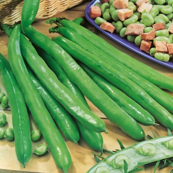 Broad Bean Bunyards Exhibition main product photo