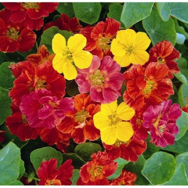 Nasturtium Jewel Mixed main product photo