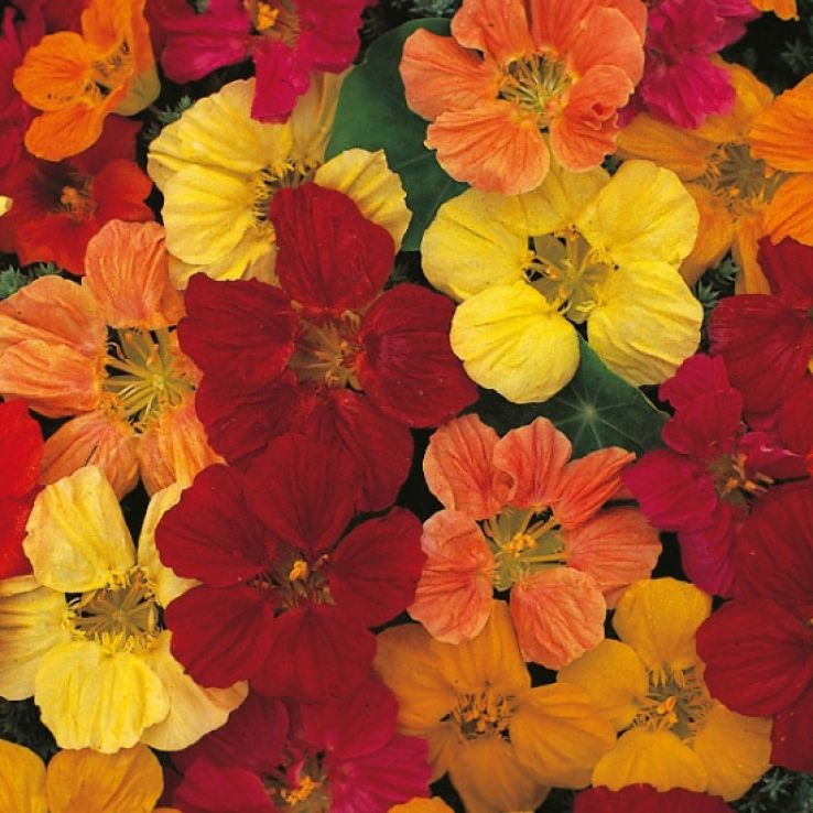 Nasturtium Tom Thumb Mix main product photo