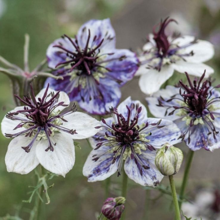 Nigella papillosa Delft Blue main product photo