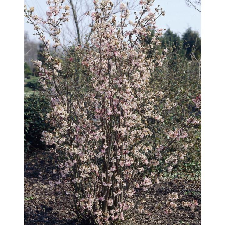 Viburnum bodnantense Charles Lamont