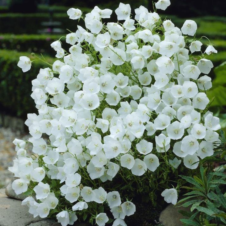 Campanula carpatica Pearl White main product photo
