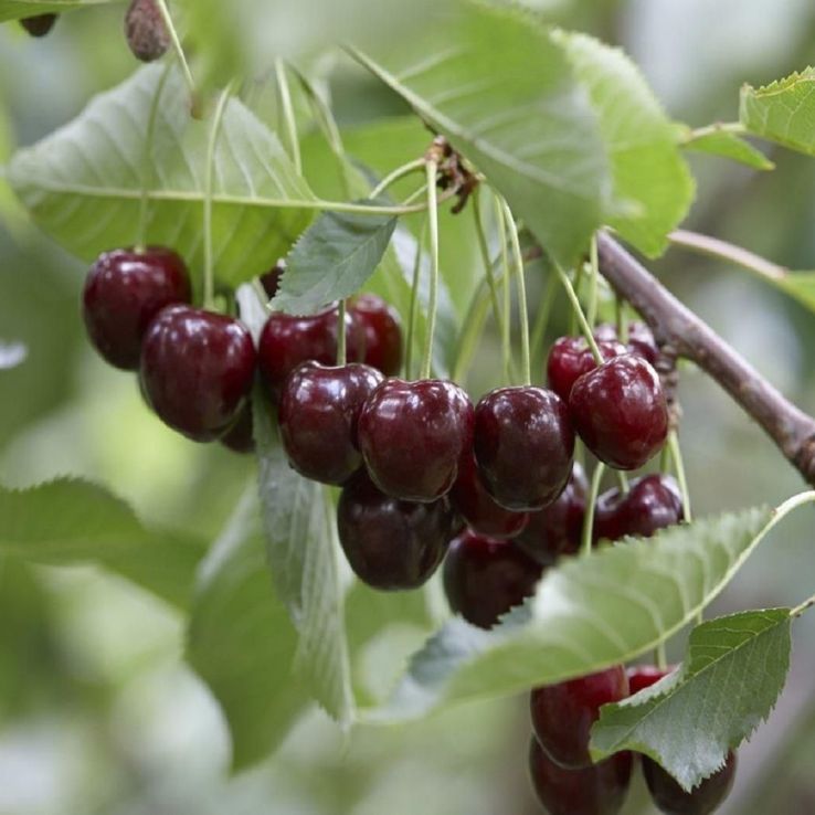 Patio Fruit Tree - Cherry - Prunus avium Regina main product photo