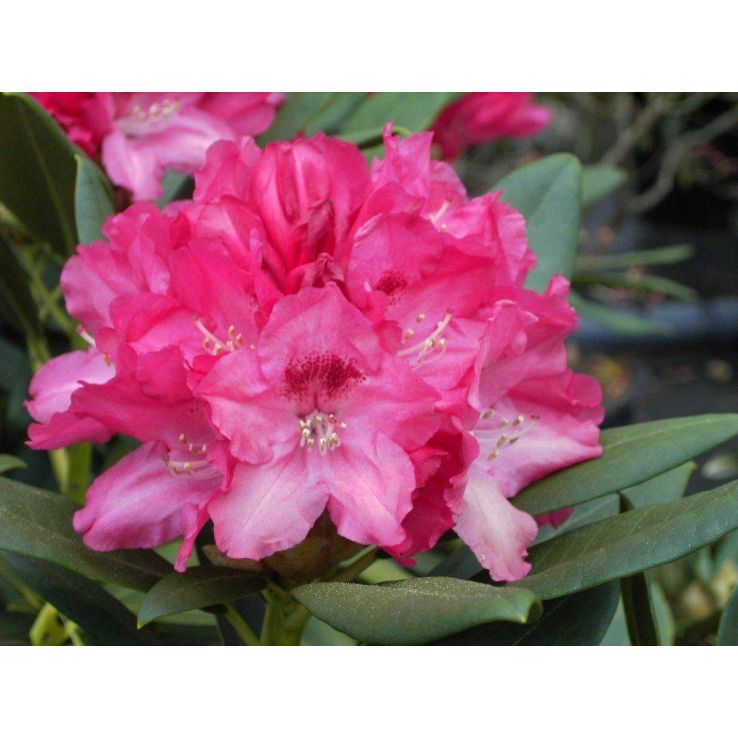 Rhododendron yakushimanum 'Sneezy'