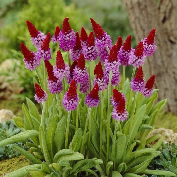 Primula Viallii - Vial's Primrose main product photo