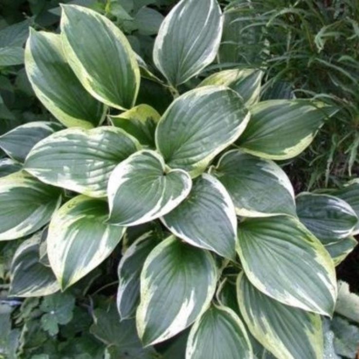 Hosta Independence main product photo