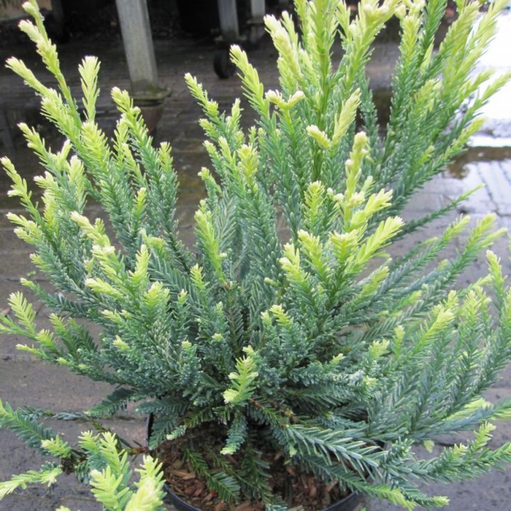 Sequoia sempervirens 'Adpressa' main product photo