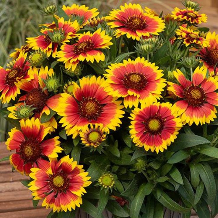 Gaillardia 'Tango Bicolor' main product photo