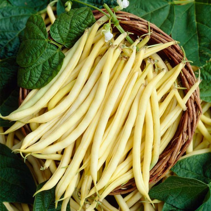 French Bean Dior main product photo