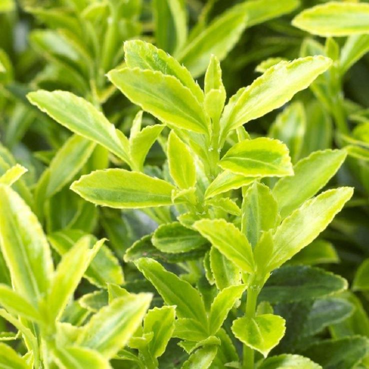 Euonymus japonicus microphyllus Aureovariegatus - Young Plant main product photo
