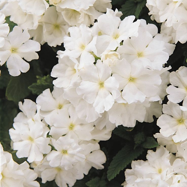 Verbena hybrida Quartz XP - White main product photo