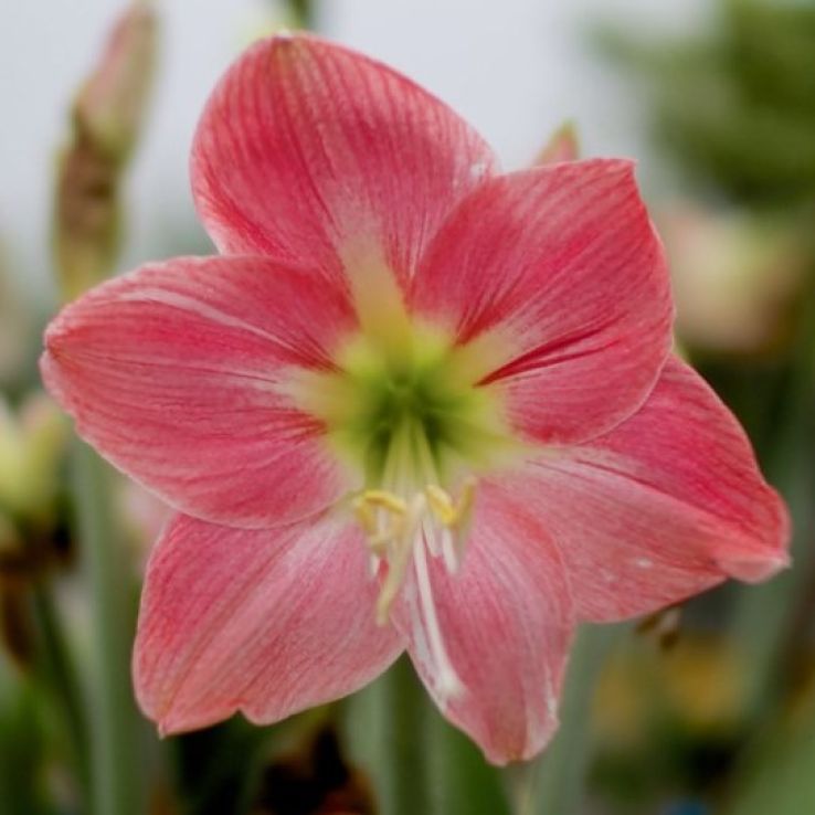 Amaryllis - Sweet Cream- Hippeastrum Bulb main product photo