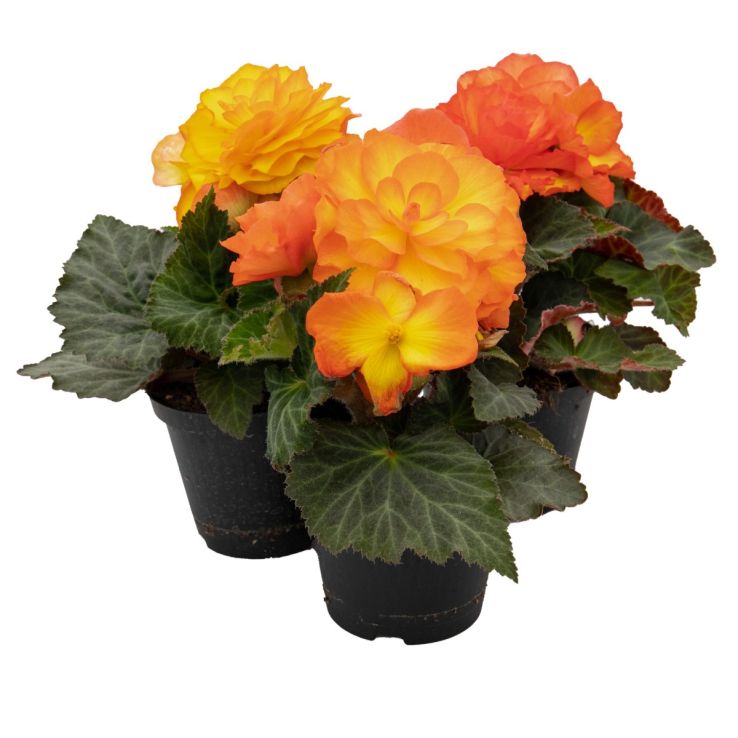 Begonia Non Stop Flame main product photo
