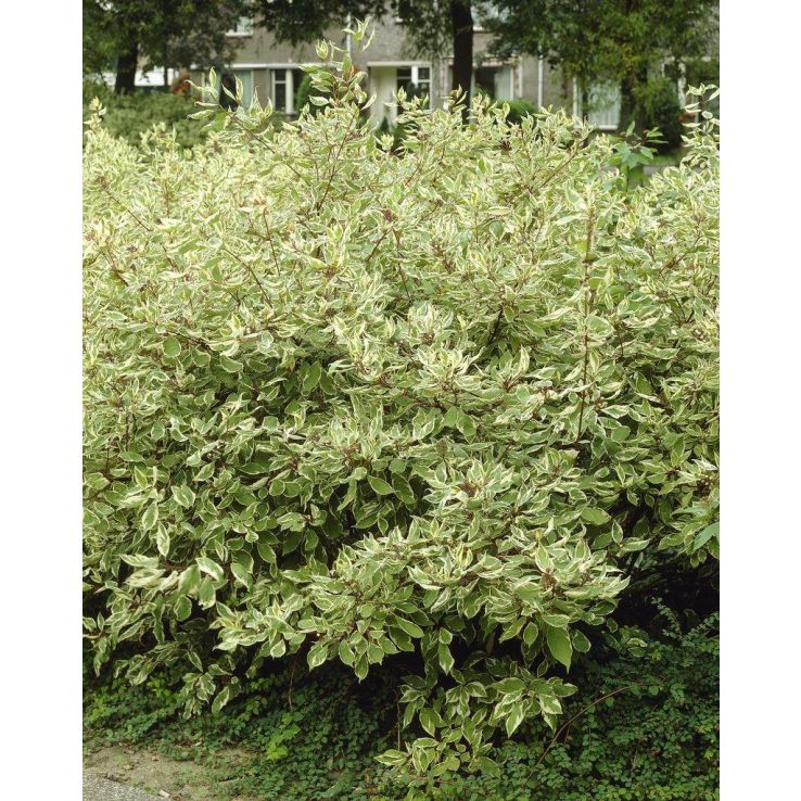 Cornus alba Sibirica Varigata (Elegantissima) - 150-180cm