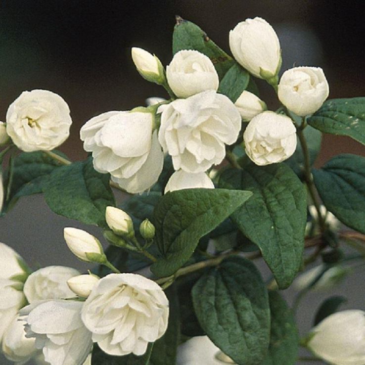 Philadelphus Snowbelle - Double Mock Orange Blossom main product photo
