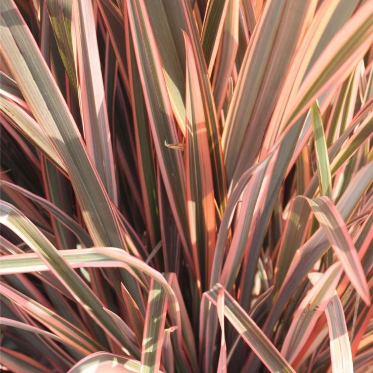 Phormium Rainbow Queen - New Zealand Flax main product photo