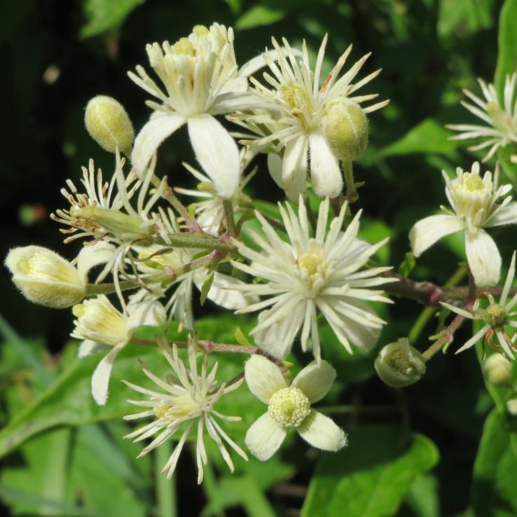 Clematis Vitalba main product photo