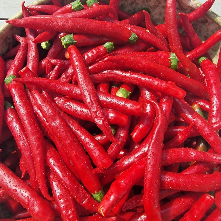 Chilli Pepper Plant 'Mirch Masala' main product photo