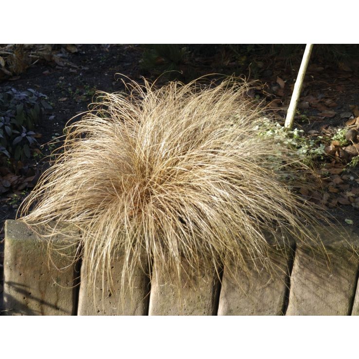 Carex comans 'Bronco' main product photo