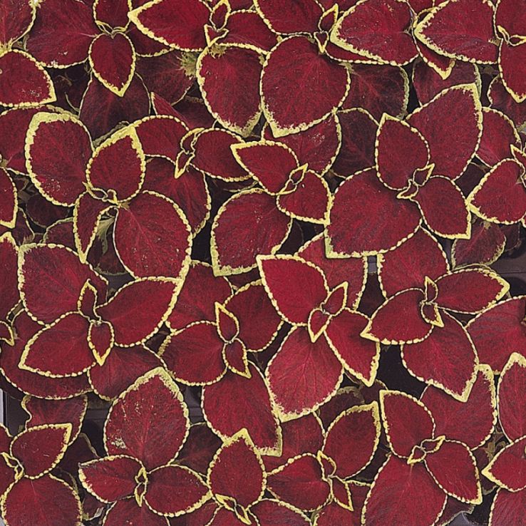 Coleus 'Wizard Scarlet' - Solenostemon Plant main product photo