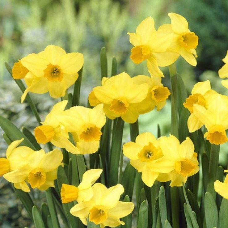 Narcissus Bittern - Daffodil main product photo